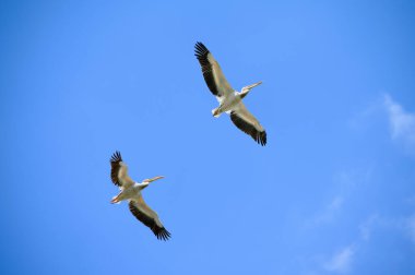 Mavi gökyüzünde uçan iki pelikan.