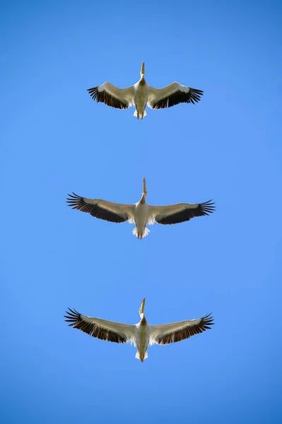 Pelicanos voando bem acima no céu azul — Fotografia de Stock