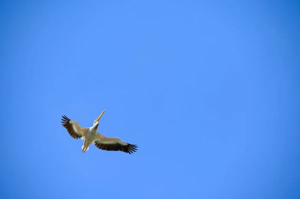 Pelicano voando bem acima no céu azul — Fotografia de Stock