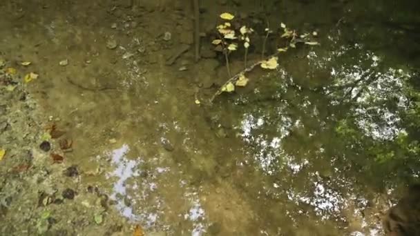 Strömendes Wasser im Bechirs Creek bei Soroca, Moldawien — Stockvideo