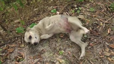 Zavallı sokak köpeği çimenlerde yuvarlanıyor.