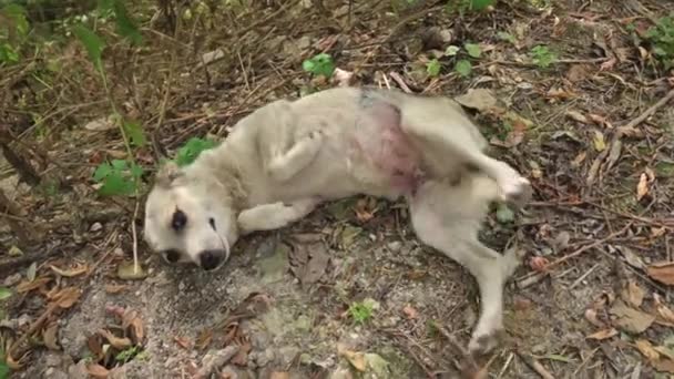 Anjing liar kecil yang menyedihkan berguling-guling di rumput — Stok Video