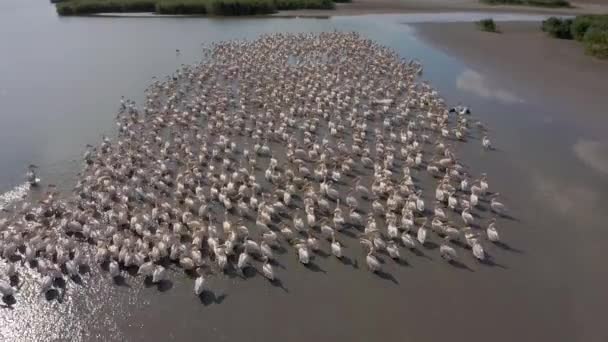 Колония пеликанов на озере Бесалма в Молдове — стоковое видео