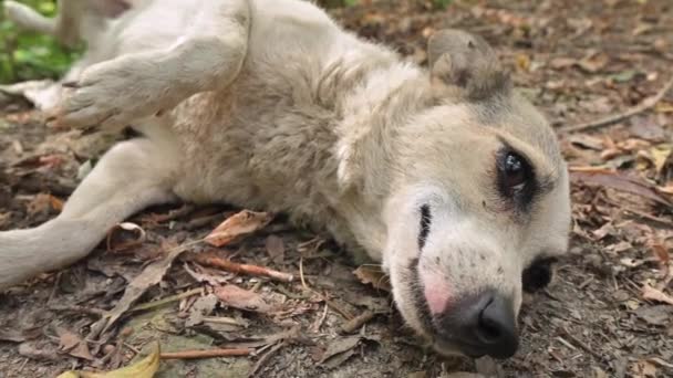 Pequeno cão vadio patético rolando na grama — Vídeo de Stock