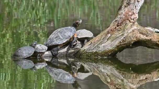 池スライダーAKA Red Eear Terrapin Turtles - Trachemys scripta elegans — ストック動画