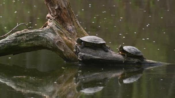 Dammar reglagen AKA röd Eared Terrapin sköldpaddor - Trachemys scripta elegans — Stockvideo