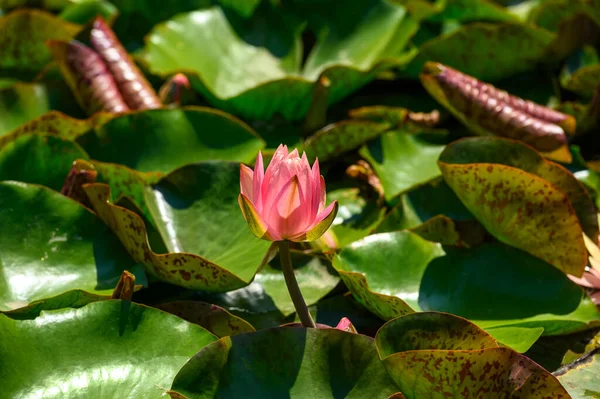 Kırmızı su zambağı namı diğer Nymphaea alba frosea bir gölde.