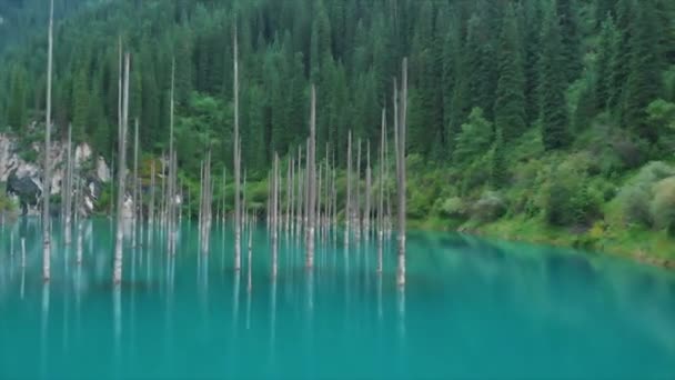 Kazakistan Kaindy Gölü Huş Ağacı Gölü Veya Sualtı Orman Bilinir — Stok video