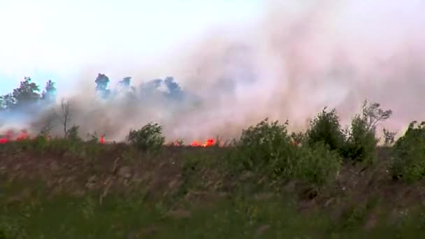 Las Ogień Spalanie Drzew Krzew Wypalanie Suchej Trawy Peatbog — Wideo stockowe