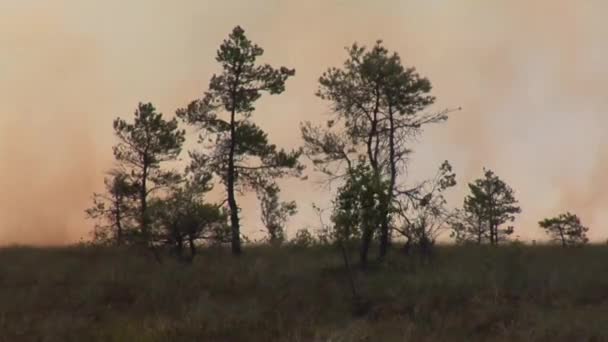 Bos Brand Bomen Bushs Branden Branden Droog Gras Peatbog — Stockvideo