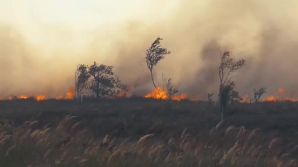 Bosque Fuego Quema Árboles Arbustos Quema Hierba Seca Turba — Vídeos de Stock