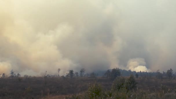 Forêt en feu, arbres brûlants, buissons, herbe sèche brûlante dans la tourbière .