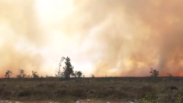 Bos Brand Bomen Bushs Branden Branden Droog Gras Peatbog — Stockvideo