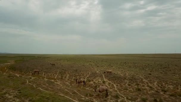 Двухгорбый Runing Wild Camels Фоне Казахстанской Сухой Степи Areal Dron — стоковое видео