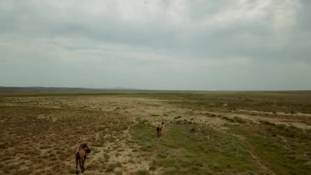 Двухгорбый Runing Wild Camels Фоне Казахстанской Сухой Степи Areal Dron — стоковое видео
