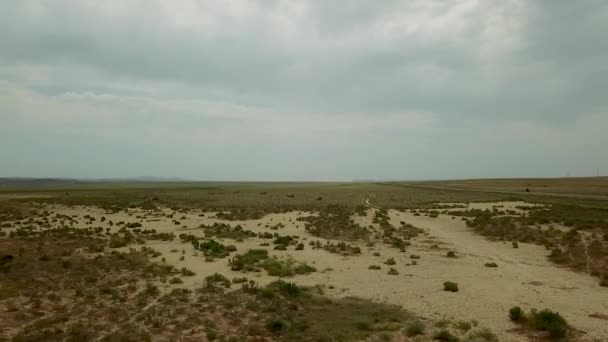 Zweibucklige Laufende Wilde Kamele Hintergrund Der Trockenen Steppe Kasachstans Areal — Stockvideo