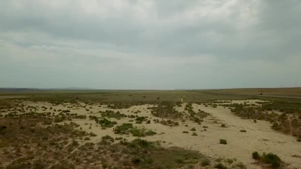 Chameaux Sauvages Deux Bosses Arrière Plan Steppe Sèche Kazakhstan Pousse — Video