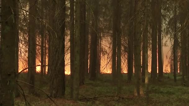 Bosque Fuego Quema Árboles Arbustos Quema Hierba Seca Turba — Vídeo de stock