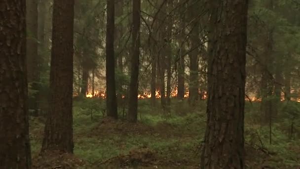 Foresta Fiamme Alberi Che Bruciano Cespugli Erba Secca Che Brucia — Video Stock