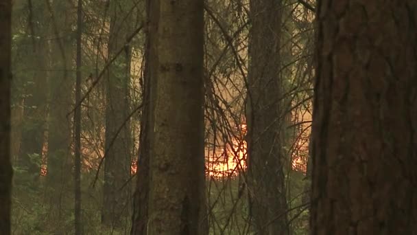 Bosque Fuego Quema Árboles Arbustos Quema Hierba Seca Turba — Vídeos de Stock