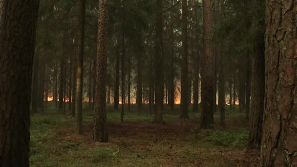 Floresta Arder Árvores Arder Arbustos Relva Seca Arder Turfeiras — Vídeo de Stock