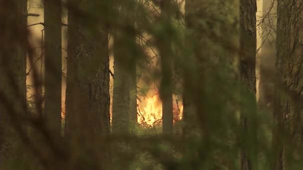 Bos Brand Bomen Bushs Branden Branden Droog Gras Peatbog — Stockvideo