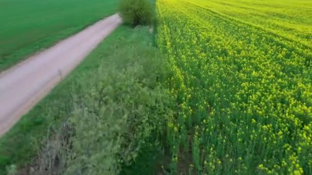 Voo Sobre Campo Com Flores Floridas Canola Country Road Imagens — Vídeo de Stock