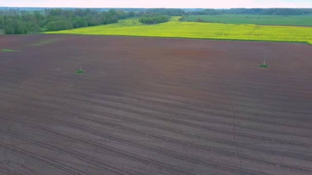 Voo Sobre Campo Com Flores Floridas Canola Tília Midle Imagens — Vídeo de Stock