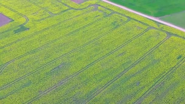 Lot Field Kwitnących Kwiatów Rzepaku Country Road Zdjęcia Anteny Dron — Wideo stockowe