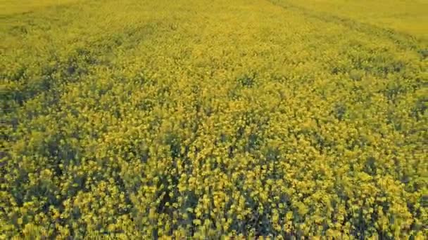 Lot Nad Polem Kwitnących Kwiatów Rzepaku Zdjęcia Anteny Dron Kwitnienie — Wideo stockowe