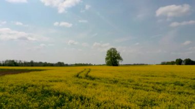 Midle Çiçekli Kanola Çiçekler ve Ihlamur ile Alan Üzerinde Uçuş. Havadan Dron Görüntüleri. Çiçekli Kolza Kanola veya Colza Latin Brassica Napus, Bitki Yeşil Enerji ve Petrol Sanayi için.