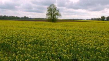 Midle Çiçekli Kanola Çiçekler ve Ihlamur ile Alan Üzerinde Uçuş. Havadan Dron Görüntüleri. Çiçekli Kolza Kanola veya Colza Latin Brassica Napus, Bitki Yeşil Enerji ve Petrol Sanayi için.