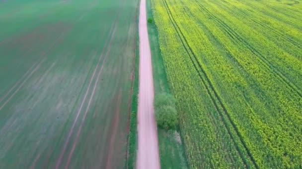 Vuelo Sobre Campo Con Flores Canola Country Road Filmación Aérea — Vídeo de stock