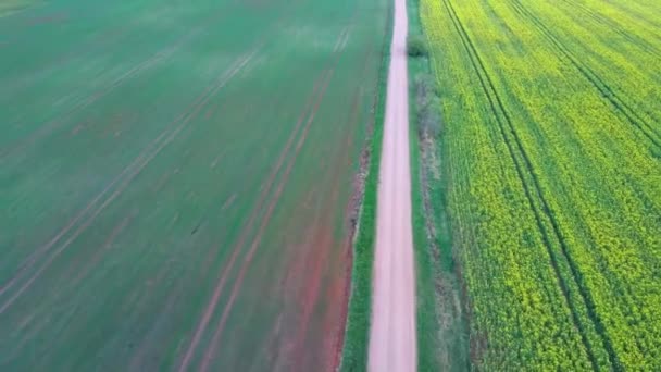 Vuelo Sobre Campo Con Flores Canola Country Road Filmación Aérea — Vídeos de Stock