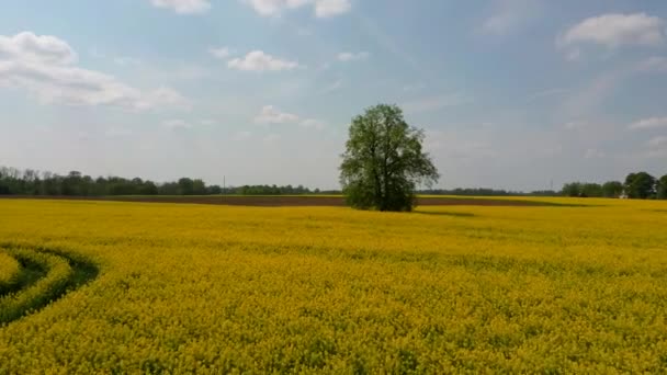 Flyg Över Fält Med Blommande Raps Blommor Och Linden Midle — Stockvideo