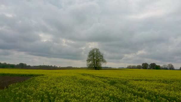 Voo Sobre Campo Com Flores Floridas Canola Tília Midle Imagens — Vídeo de Stock