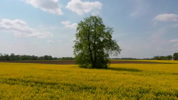 Voo Sobre Campo Com Flores Floridas Canola Tília Midle Imagens — Vídeo de Stock