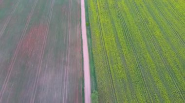 Çiçekli Kanola Çiçekleri ile Alan Üzerinde Uçuş. Havadan Dron Görüntüleri. Latin Brassica Napus Çiçekli Kolza Kanola veya Colza, Yeşil Enerji ve Petrol Sanayi, Güneş Günü Tecavüz Tohumu için Bitki