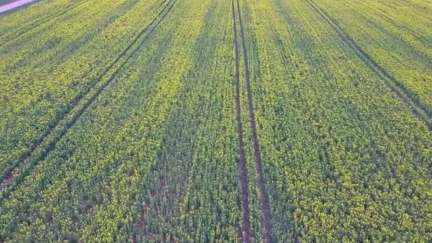 Voo Sobre Campo Com Flores Floridas Canola Imagens Aéreas Drones — Vídeo de Stock