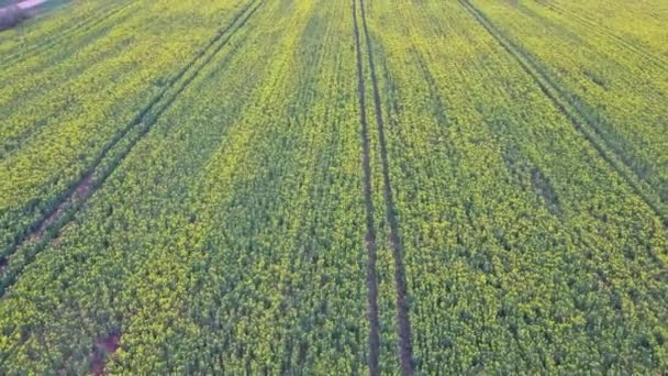 Voo Sobre Campo Com Flores Floridas Canola Imagens Aéreas Drones — Vídeo de Stock