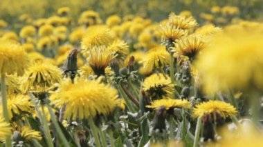 Karahindiba Alan Arka Plan Onsunny Günü. Çiçek açan Karahindiba. Sarı Karahindiba Çiçekler Taraxacum Officinale.