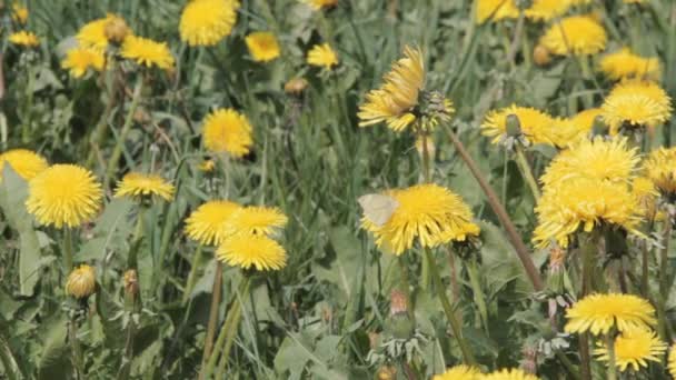 Karahindiba Alan Arka Plan Onsunny Günü Çiçek Açan Karahindiba Sarı — Stok video