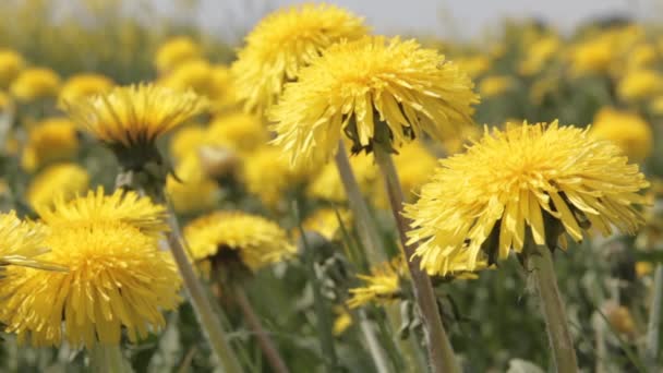 Кульбаб Поле Фону Сонячний День Квітучий Кульбаба Жовті Квіти Кульбаби — стокове відео