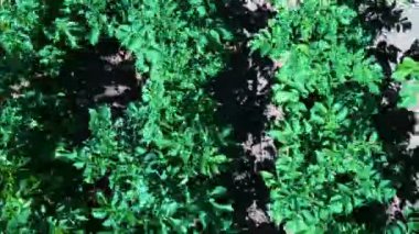 Patates Tarlası Havadan Görünümü. Bir Alan Hava Dron Shoot Patates Satırlar. Yeşil ve Organik Patates Sıraları Güneşli Yaz Günü Bir Çiftlikte Büyüyor. Çiçekli Patates Yeşil Alan.
