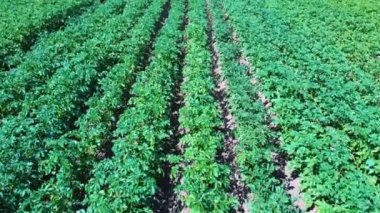 Patates Tarlası Havadan Görünümü. Bir Alan Hava Dron Shoot Patates Satırlar. Yeşil ve Organik Patates Sıraları Güneşli Yaz Günü Bir Çiftlikte Büyüyor. Çiçekli Patates Yeşil Alan.