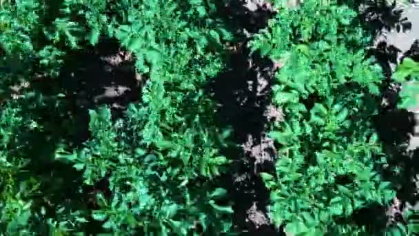 Картофельное Поле Воздуха Ряды Картофеля Полевом Беспилотнике Корни Зеленого Органического — стоковое видео