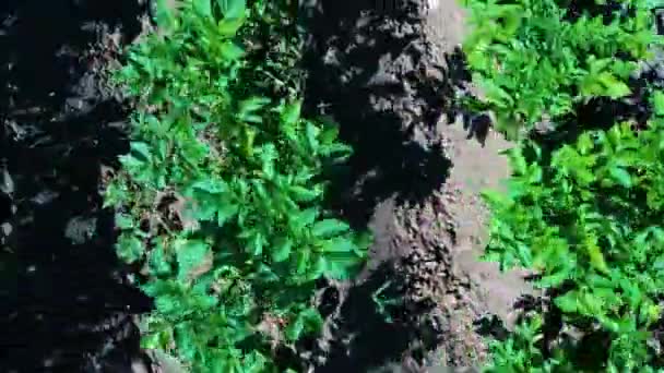 ポテトフィールド航空写真 フィールド空中ドロンシュートでジャガイモの行 晴れた夏の日に農場で育つ緑と有機ジャガイモの列 開花ジャガイモの緑のフィールド — ストック動画