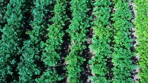 Vista Aérea Del Campo Patatas Filas Papas Campo Aéreo Dron — Vídeo de stock