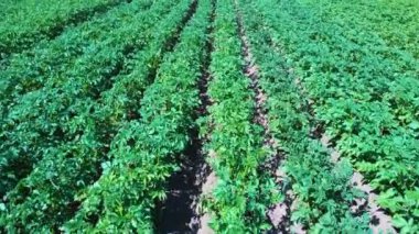 Patates Tarlası Havadan Görünümü. Bir Alan Hava Dron Shoot Patates Satırlar. Yeşil ve Organik Patates Sıraları Güneşli Yaz Günü Bir Çiftlikte Büyüyor. Çiçekli Patates Yeşil Alan.