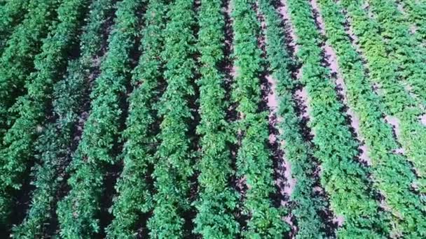 Potato Field Aerial View Rows Potatoes Field Aerial Dron Shoot — Stock Video